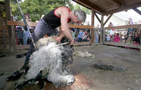 Shearing Fremont 